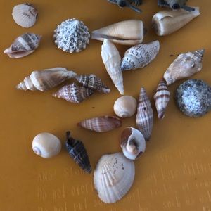 Cleats colors, shells, ribbons, stress ball